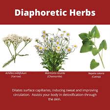 Diaphoretic Herbs